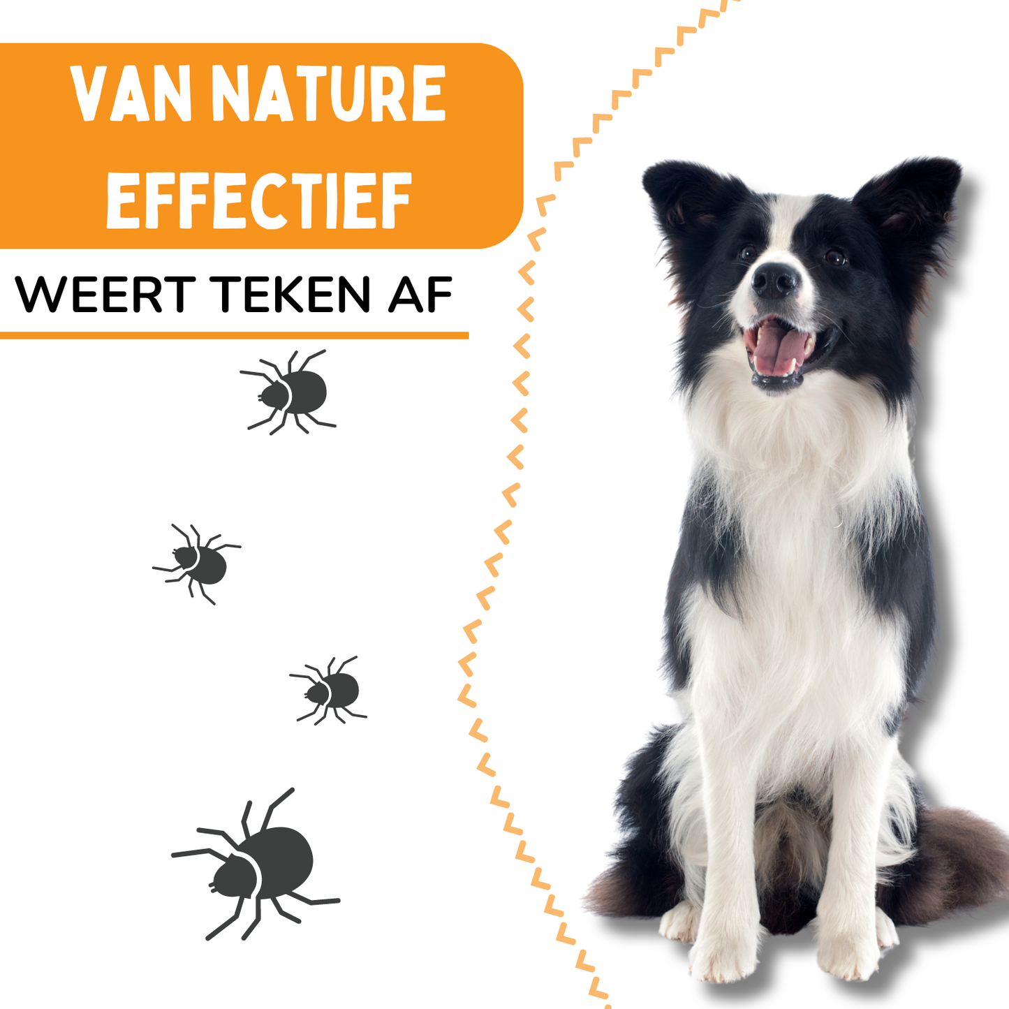 Vlooienband Hond - Effectief Tegen Vlooien En Teken - 100% Natuurlijk - Organic