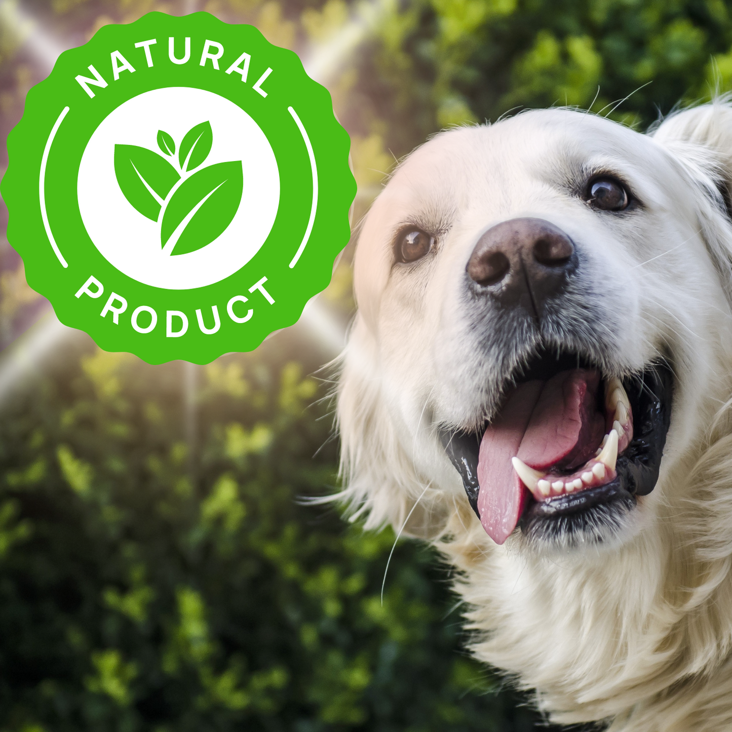 Vlooienband Hond - Effectief Tegen Vlooien En Teken - 100% Natuurlijk - Organic