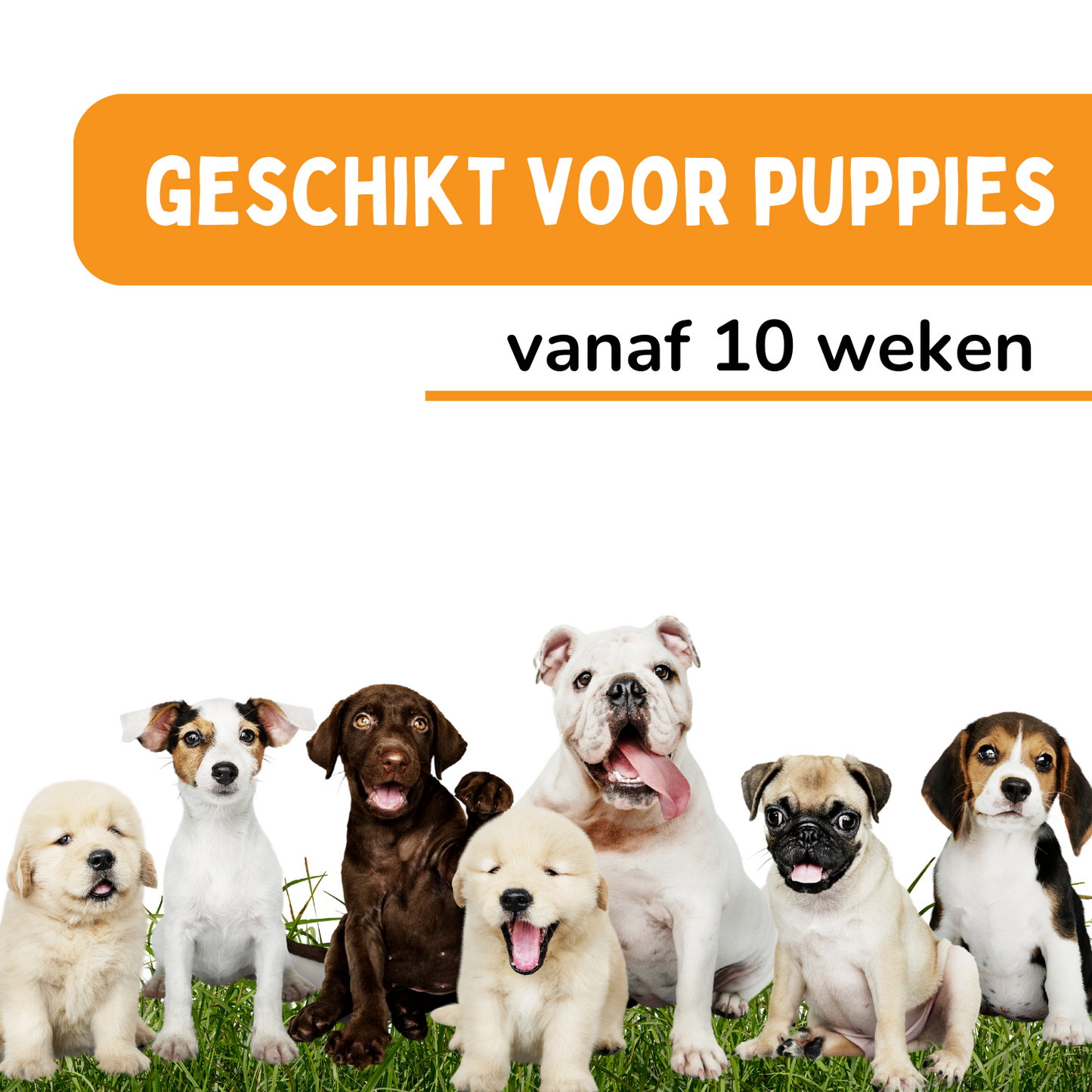 Vlooienband Hond - Effectief Tegen Vlooien En Teken - Zwart